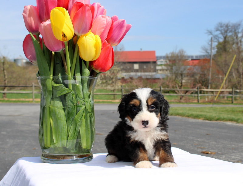 puppy, for, sale, Mini Bernedoodle F2, Matthew B. Stoltzfus, dog, breeder, Gap, PA, dog-breeder, puppy-for-sale, forsale, nearby, find, puppyfind, locator, puppylocator, aca